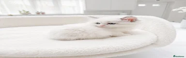 Ragdoll Kitten 1
