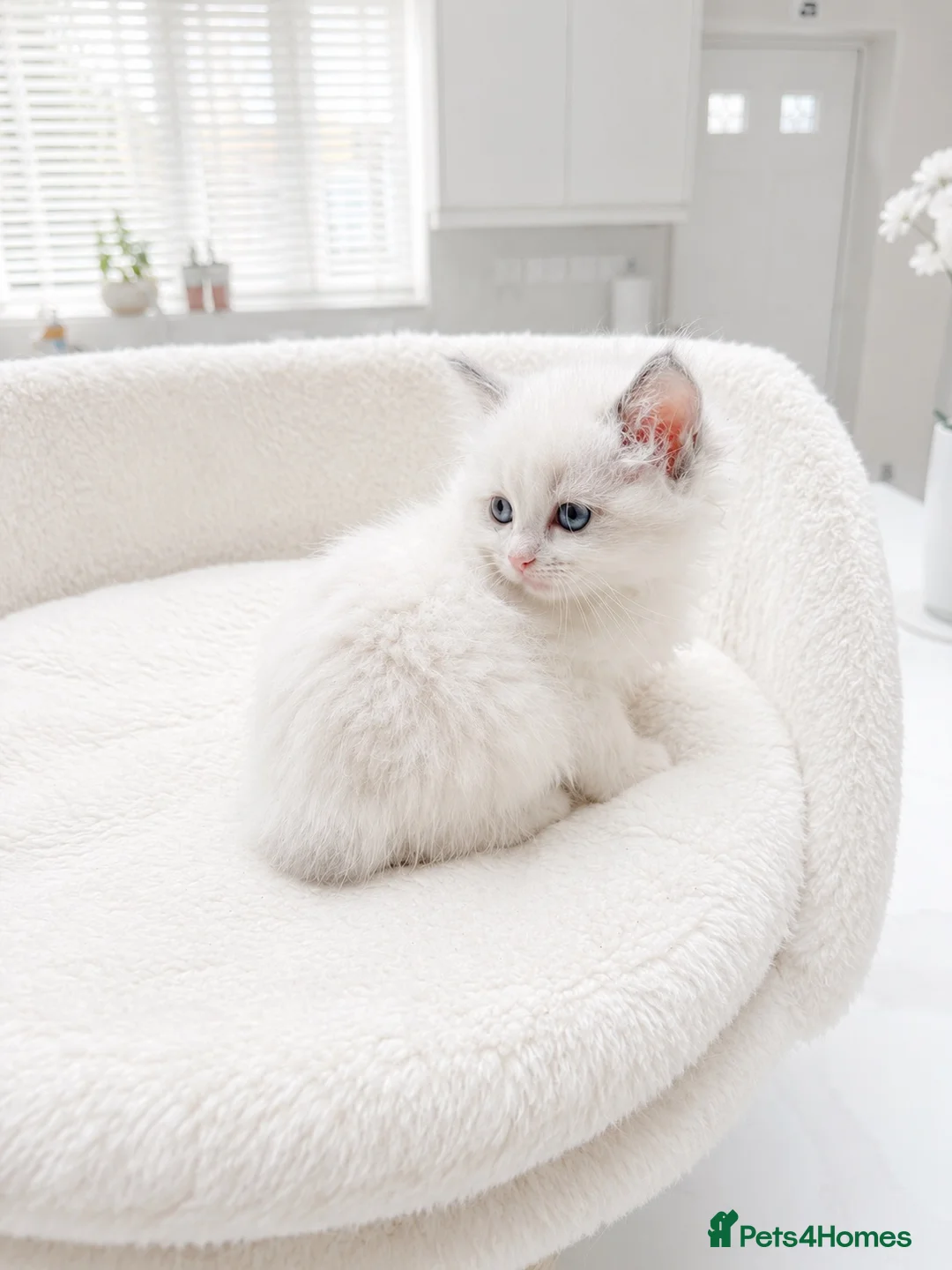 Ragdoll cats for sale: Beautiful Ragdoll Kittens – 3 Females & 2 Males - Advert 11