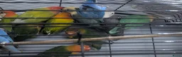 Lovebirds birds for sale: Lovebirds 🩷 | Babies & Breeding Pairs for Sale - Advert 8