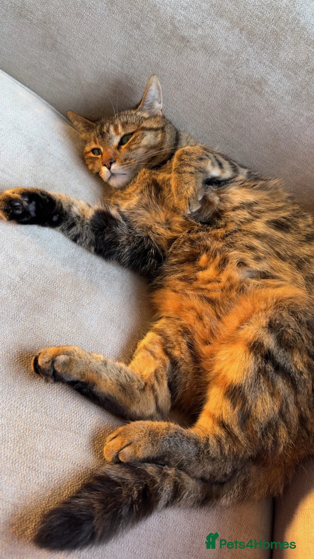 Domestic Shorthair cats for sale: Short hair tabby  - Advert 5