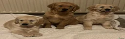 Golden Retriever dogs for sale: Beautiful KC Reg Golden Retriever puppies!!  - Advert 8