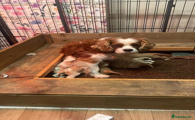 Cavalier King Charles Spaniel dogs Specialist Health Tested Cavalier King Charles  - Advert 1