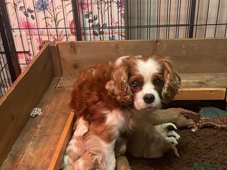 Cavalier King Charles Spaniel dogs Specialist Health Tested Cavalier King Charles - Advert 3