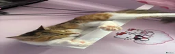 Mixed Breed cats for sale: Female kitten  - Advert 2