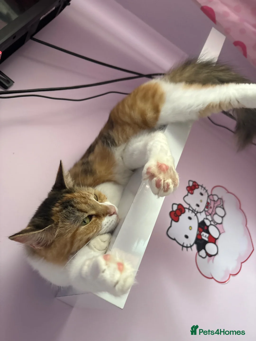 Mixed Breed cats for sale: Female kitten  - Advert 2