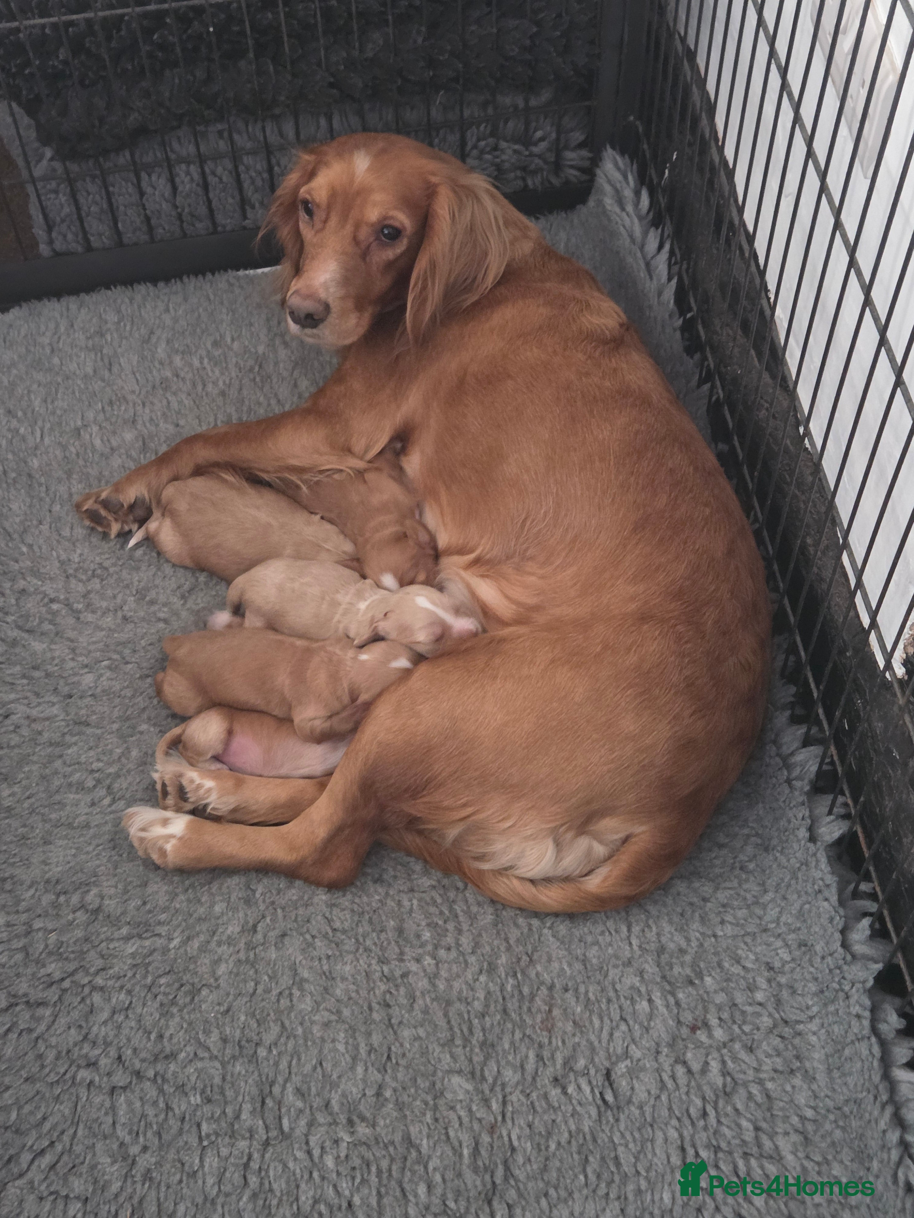 Cocker Spaniel dogs Cocker Spaniel Puppies - Advert 18