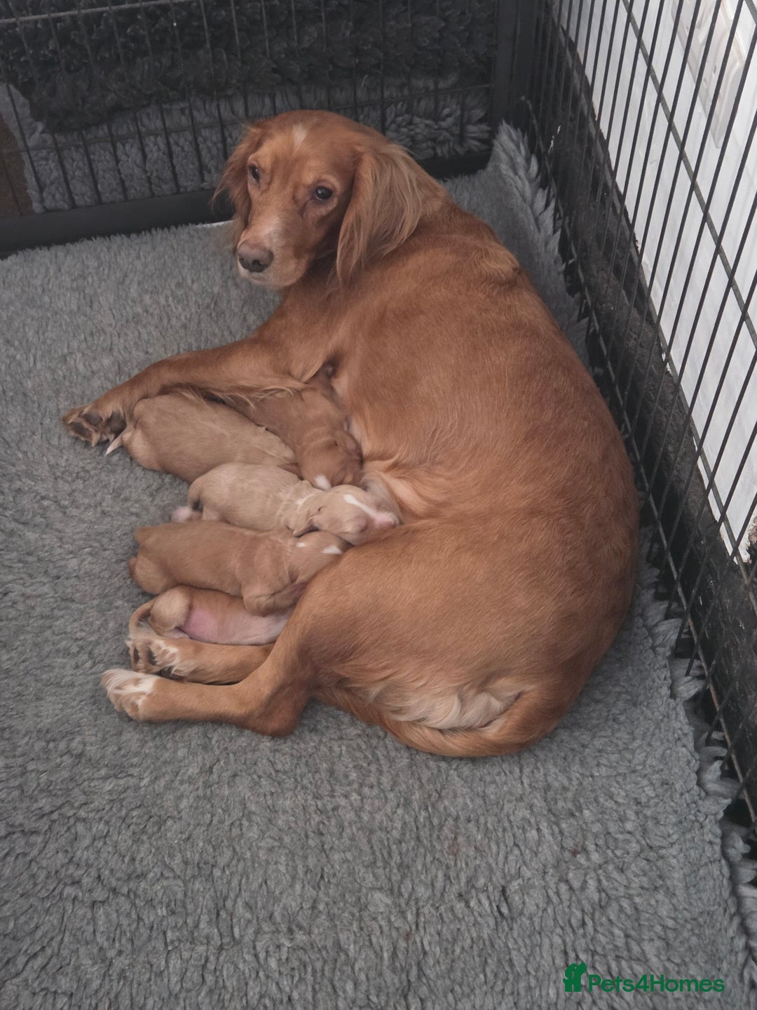 Cocker Spaniel dogs for sale: Cocker Spaniel Puppies - Advert 1
