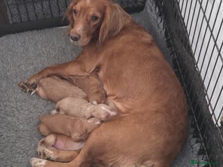 Cocker Spaniel dogs Cocker Spaniel Puppies - Advert 16