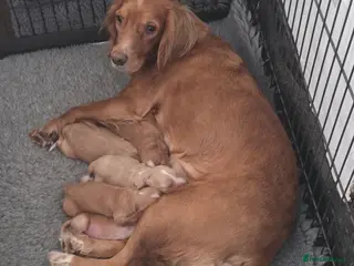 Cocker Spaniel dogs Cocker Spaniel Puppies - Advert 5