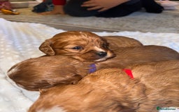 Cavapoo dogs for sale: 🐾 Tiny F1 Cavapoo Puppies – 3 Girls & 1 Boy! 🐾 - Image 6
