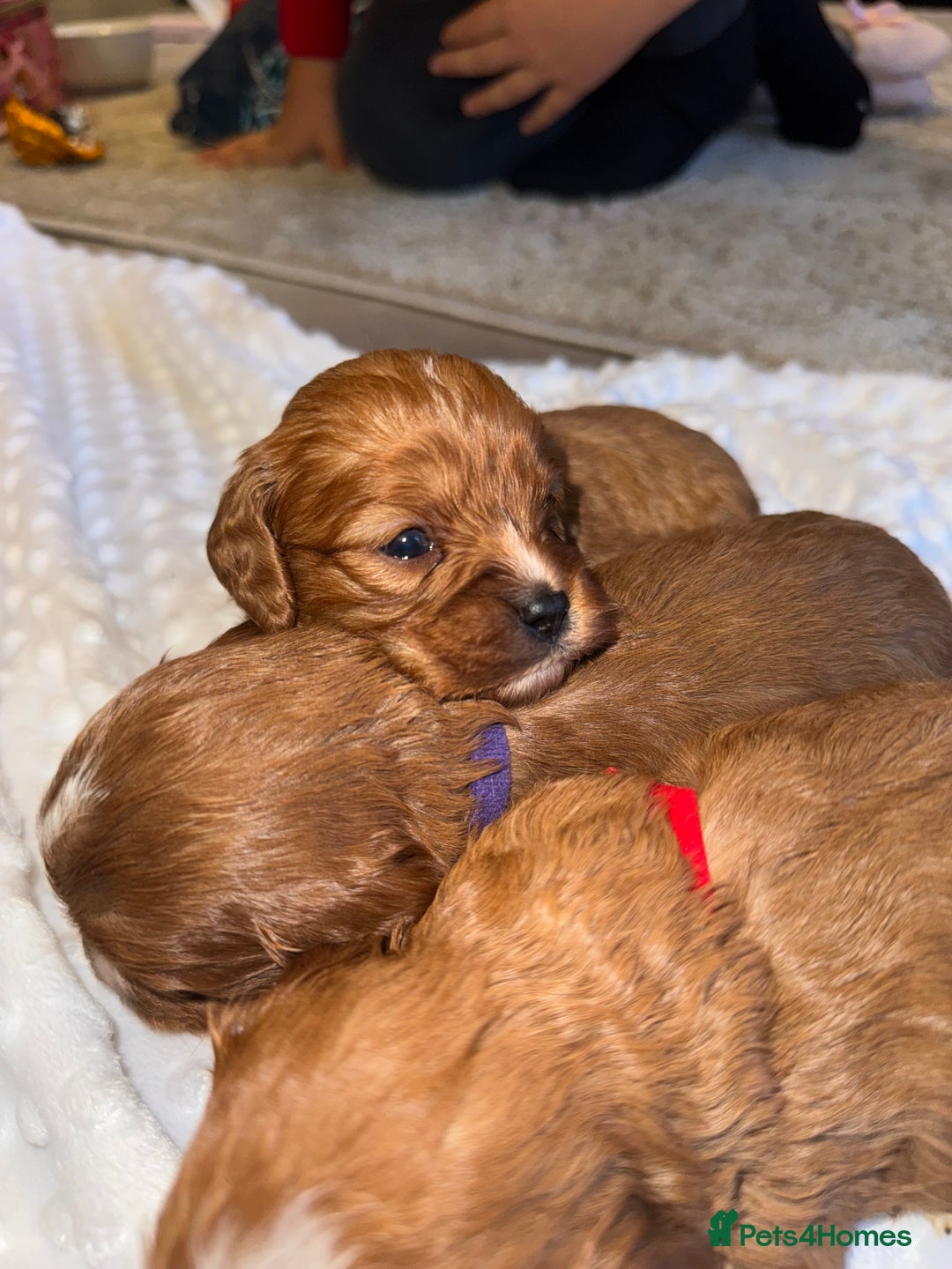 Cavapoo dogs for sale: 🐾 Tiny F1 Cavapoo Puppies – 3 Girls & 1 Boy! 🐾 - Image 6