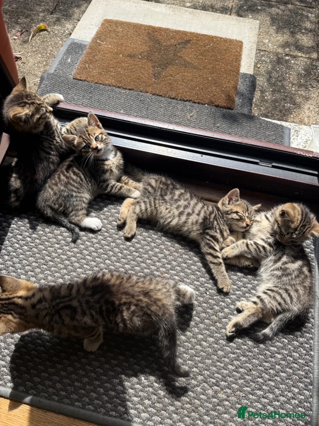 British Shorthair cats for sale: British Shorthair Half breed - Advert 5