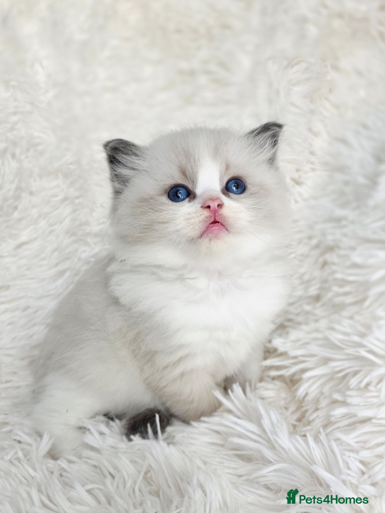 Ragdoll cats 4 European babies. Champion lines. Tica registered - Advert 1