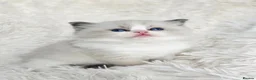 Ragdoll cats for sale: 4 European babies. Champion lines. Tica registered - Advert 1