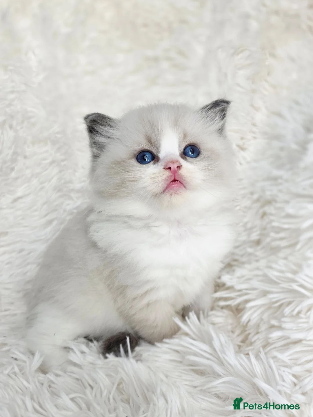 Ragdoll cats for sale: 4 European babies. Champion lines. Tica registered - Advert 1