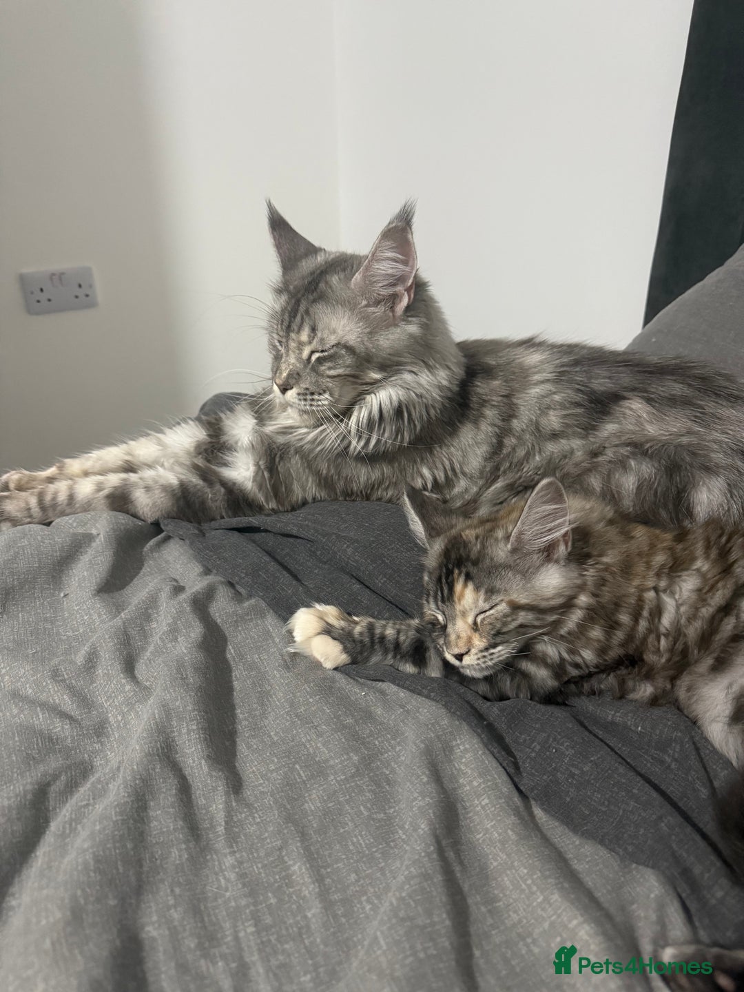 Maine Coon cats for sale: Champion line kittens , ready to go ☺️ - Advert 13