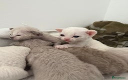 Devon Rex cats for sale: ❤️Devon rex kittens available 😻 - Image 2