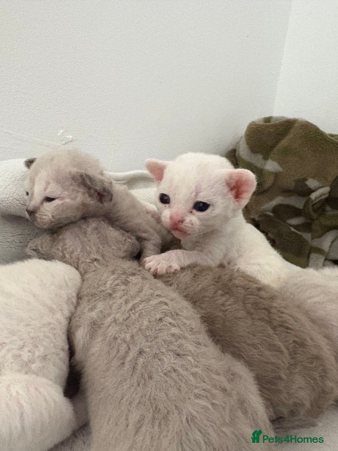 Devon Rex cats for sale: ❤️Devon rex kittens available 😻 - Image 2