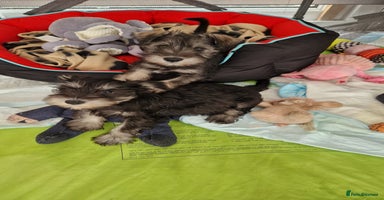 Miniature Schnauzer dogs - Advert 5