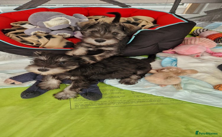 Miniature Schnauzer dogs - Advert 4