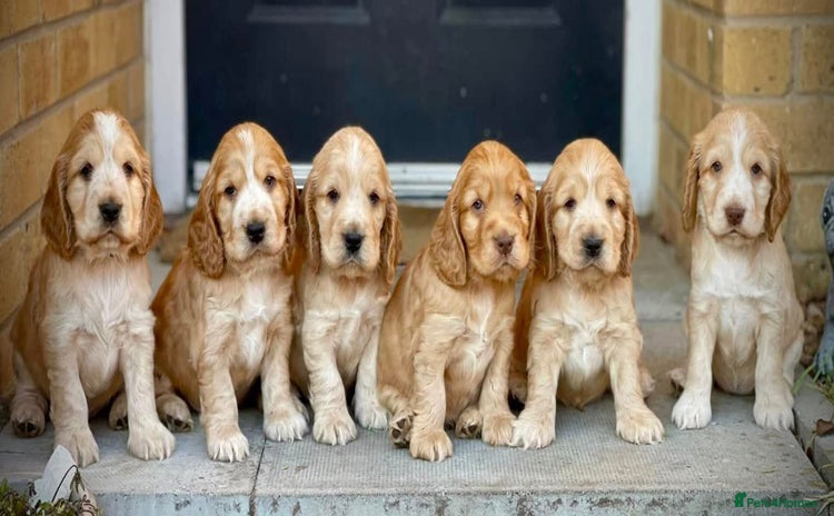 Cocker Spaniel dogs - Advert 4