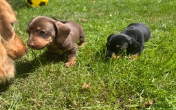 Miniature Dachshund dogs for sale: Miniature Dachshund Pups  in Banbury - Image 36