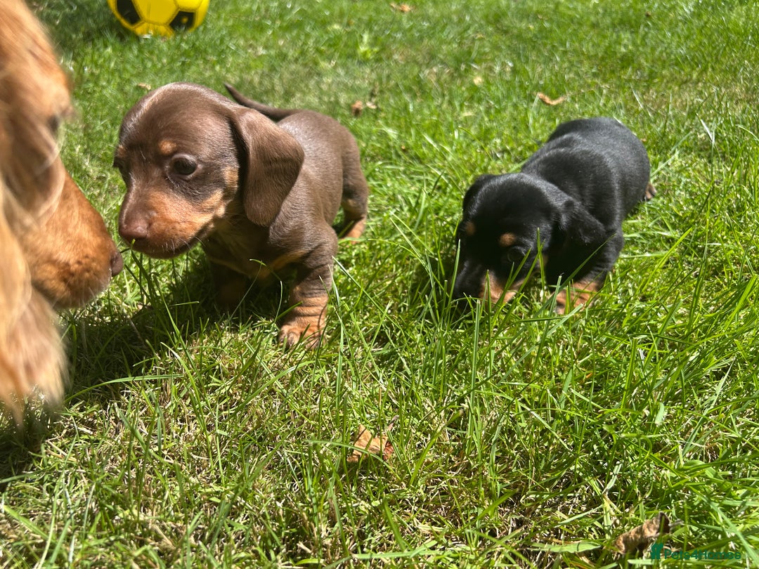 Miniature Dachshund dogs for sale: Miniature Dachshund Pups  in Banbury - Image 36