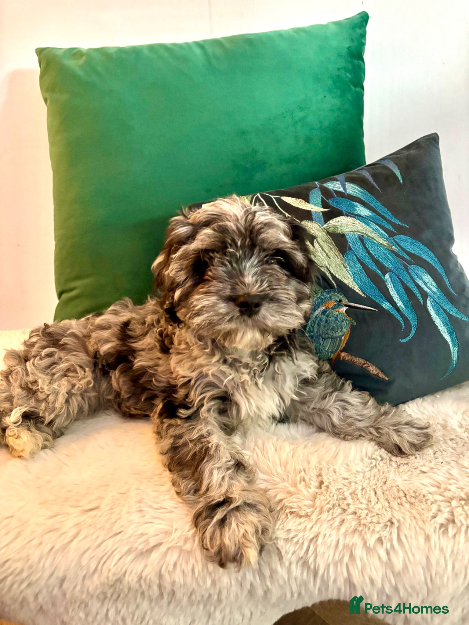 Cavapoo dogs ***** STAR, FULLY VACCINATED Cavapoo F1b - Advert 12