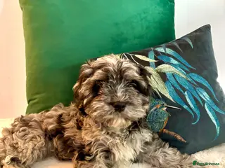 Cavapoo dogs ***** STAR, FULLY VACCINATED Cavapoo F1b - Advert 12