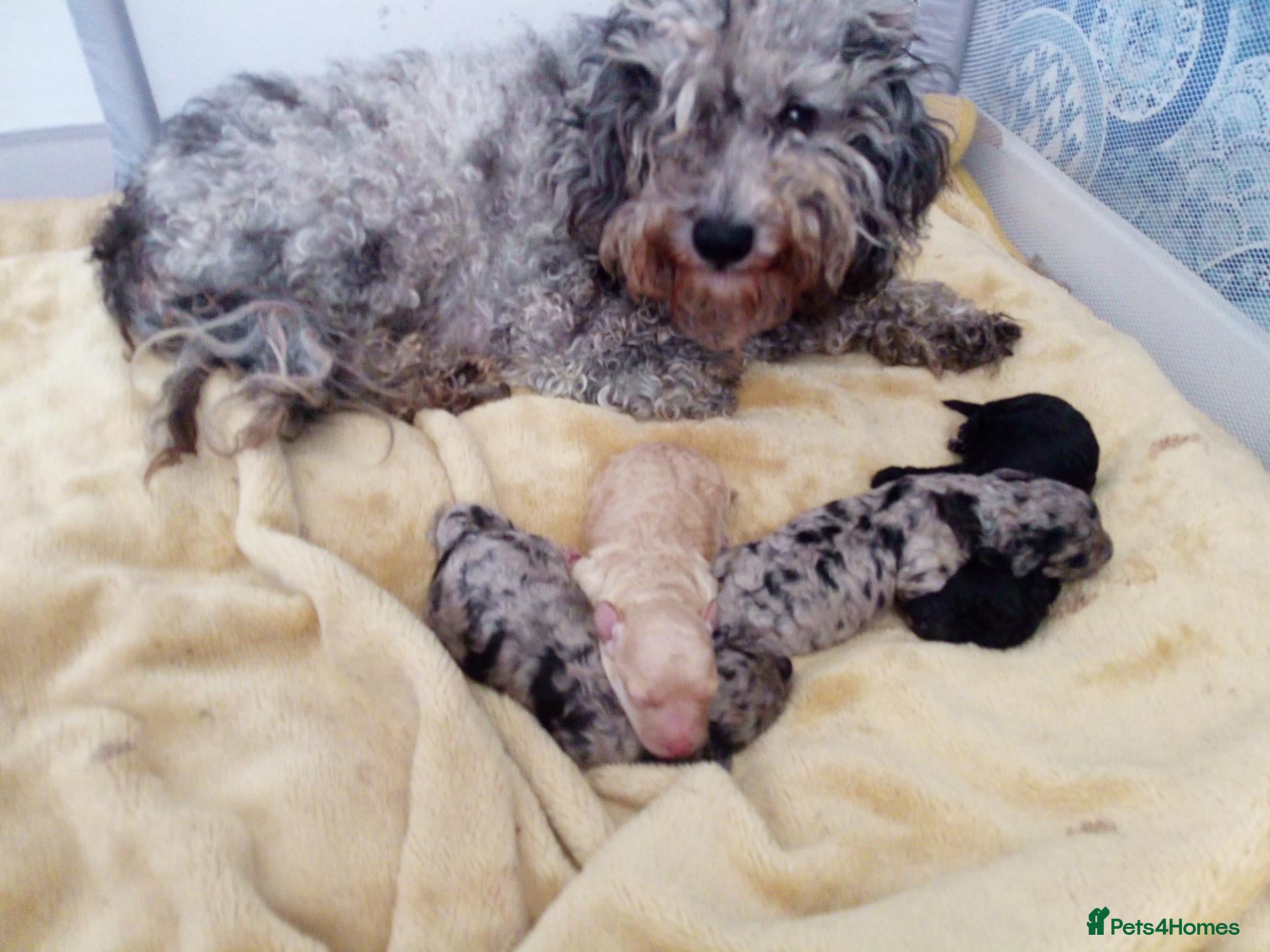 Miniature Poodle dogs Miniature poodles rare colours - Advert 1