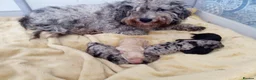Miniature Poodle dogs for sale: Miniature poodles rare colours in Eastbourne - Advert 1