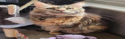 Maine Coon cats for sale: 🐾 Stunning GCCF registered Maine Coon kittens 💕 - Advert 2