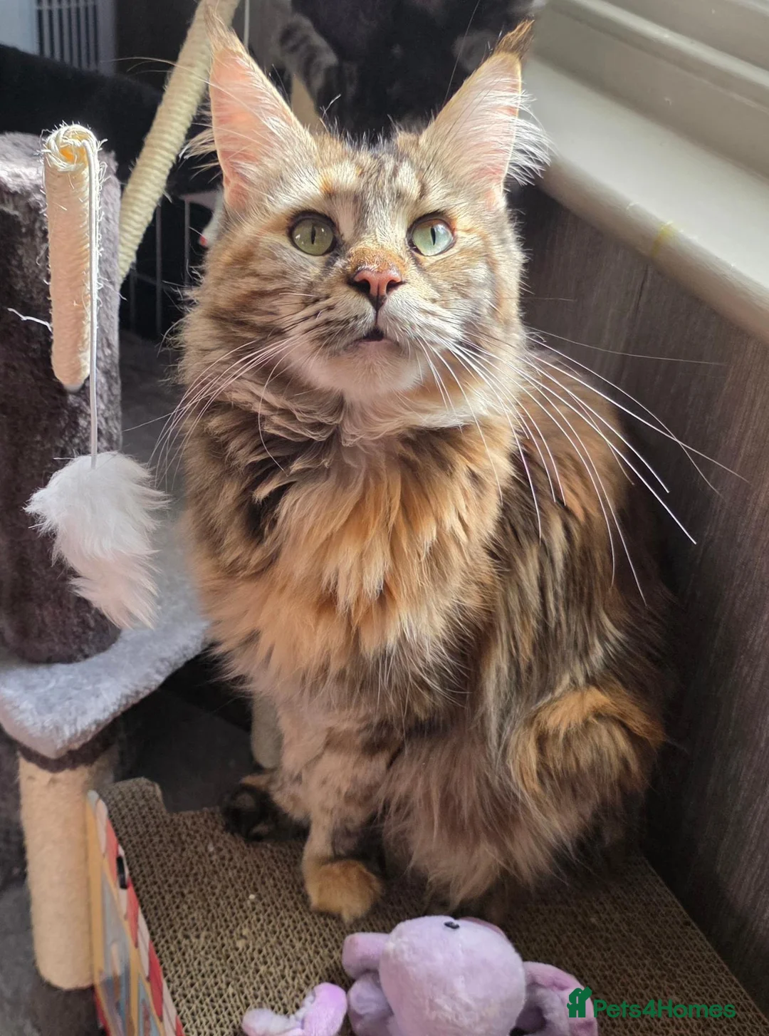 Maine Coon cats for sale: 🐾 Stunning GCCF registered Maine Coon kittens 💕 - Advert 2