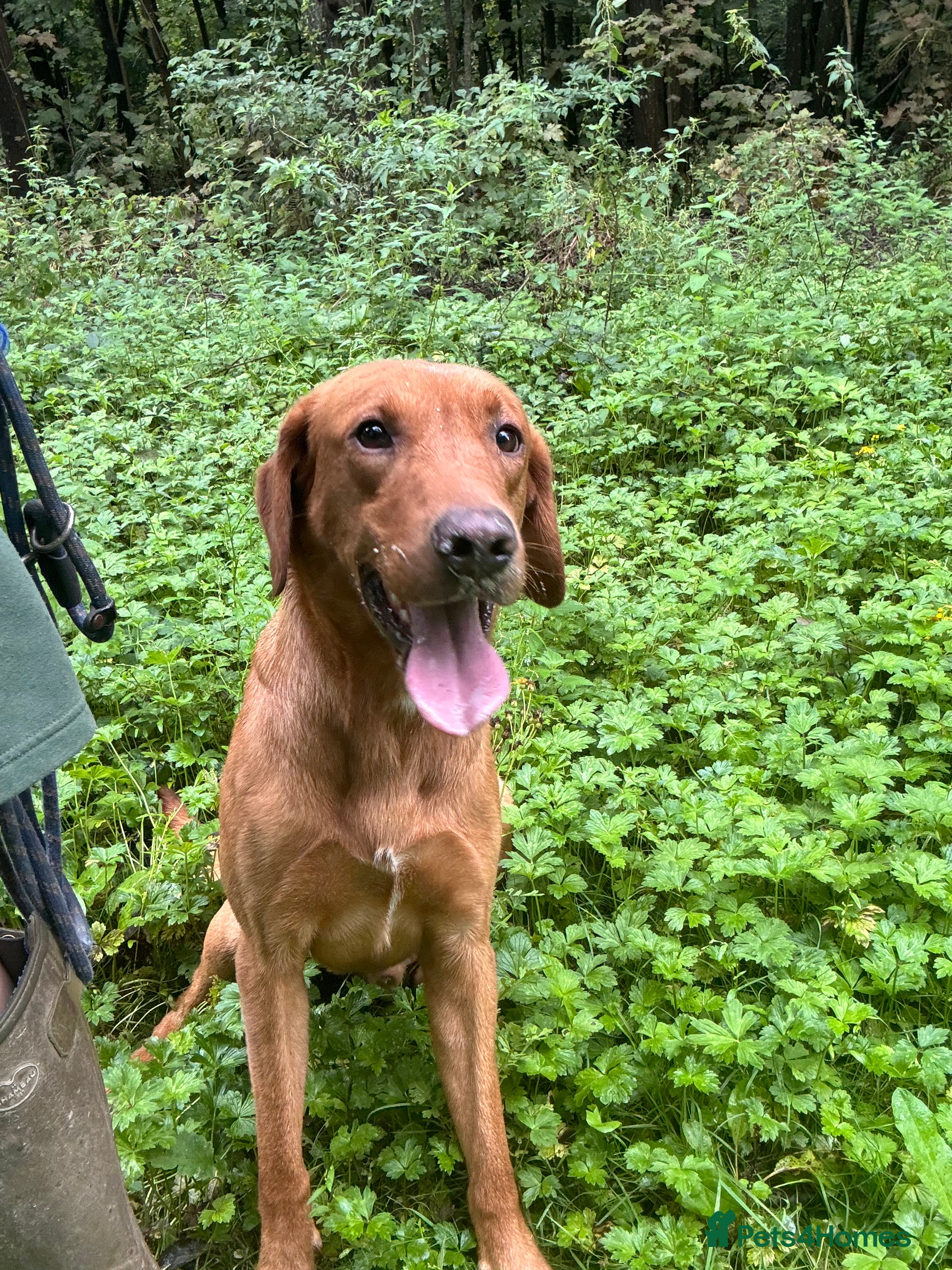 Labrador Retriever dogs Kc registered proven stud quality working lines  - Advert 4