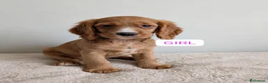 Cocker Spaniel 7