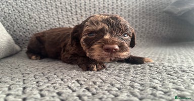 Cockapoo dogs F1 Cockapoo puppies  - Advert 1