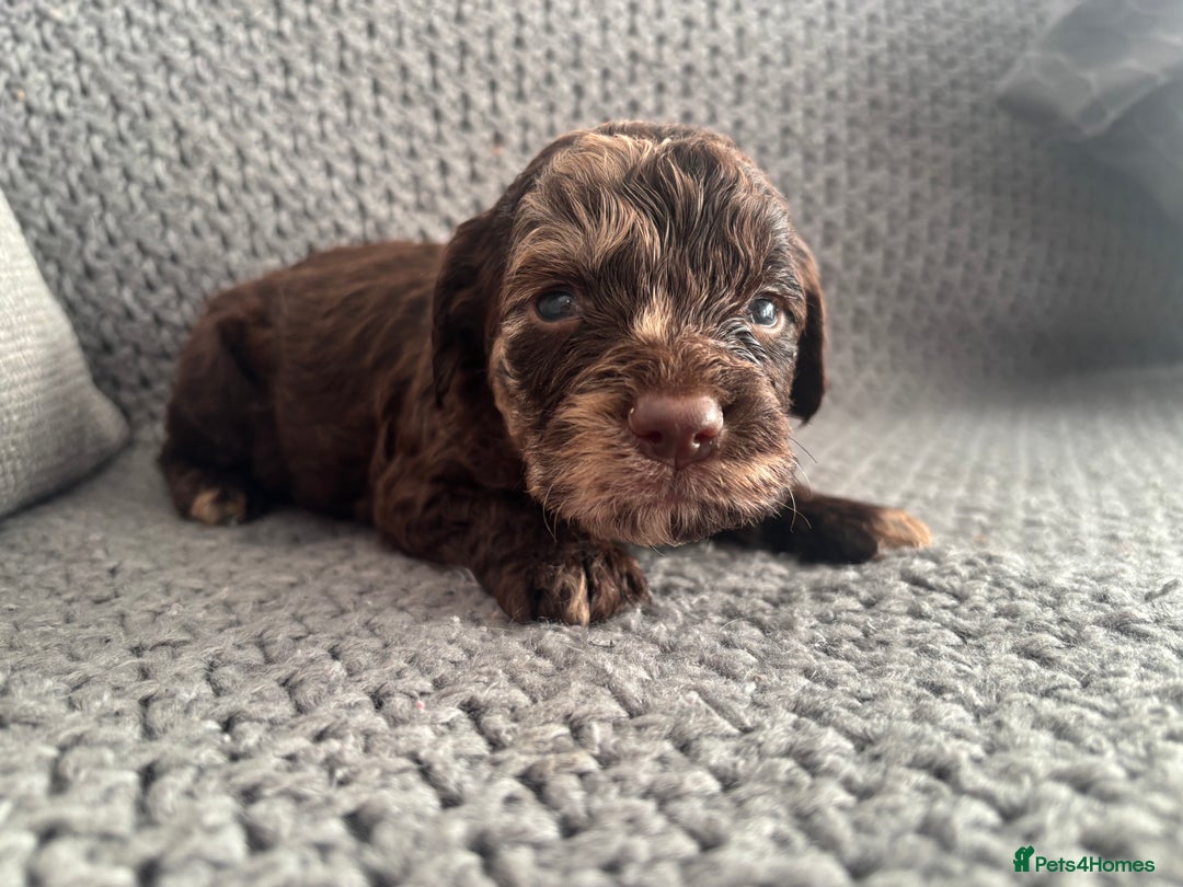 Cockapoo dogs for sale: F1 Cockapoo puppies  - Image 1