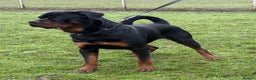 Rottweiler dogs for sale: rottweiler male champions blood lines - Advert 4