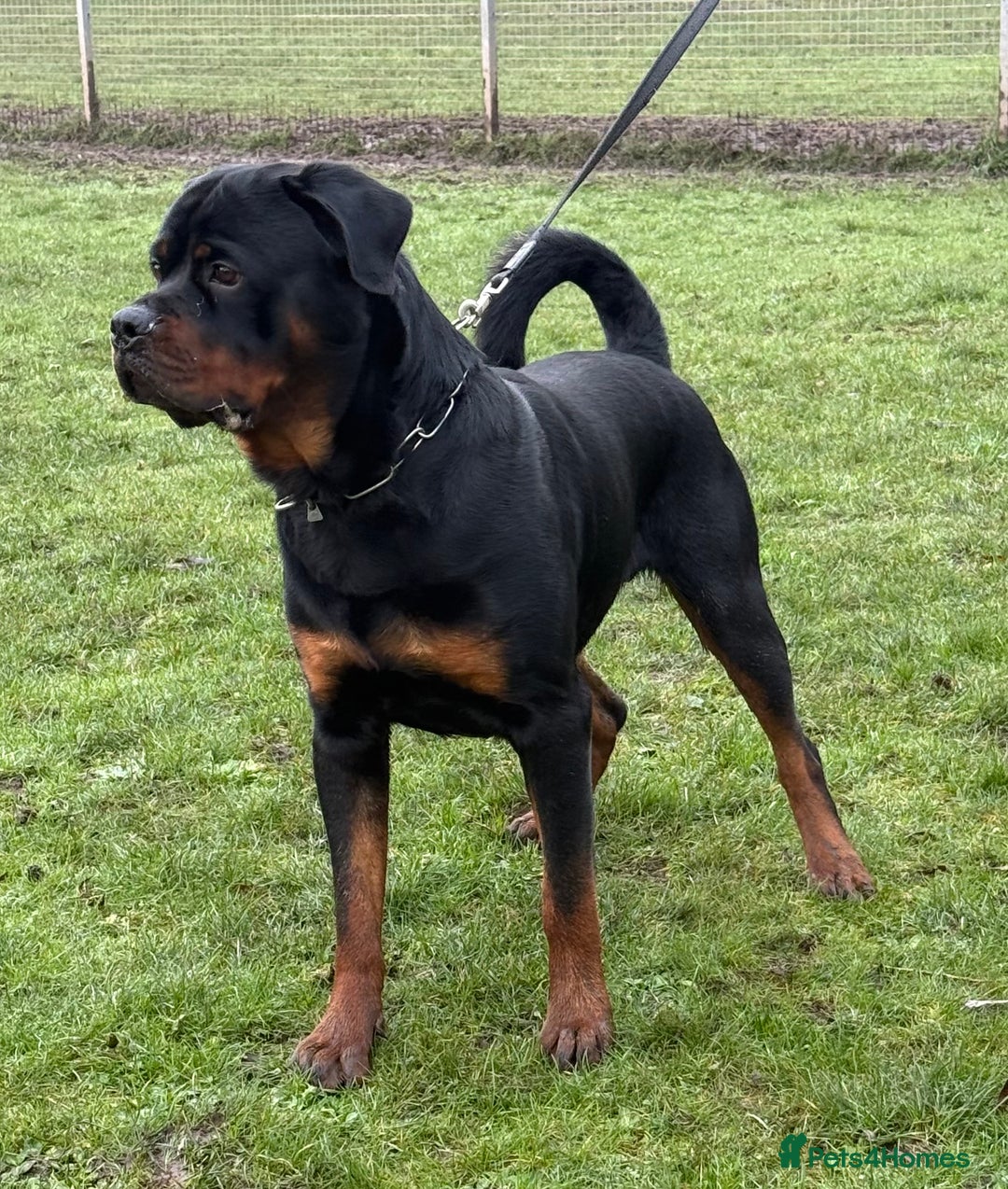Rottweiler dogs for sale: rottweiler male champions blood lines - Advert 4