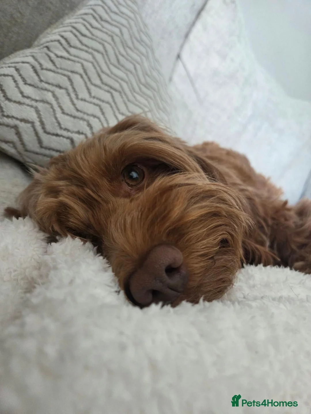 Cockapoo dogs for sale: F2 Cockapoos from sale in Stockton-on-Tees - Advert 6