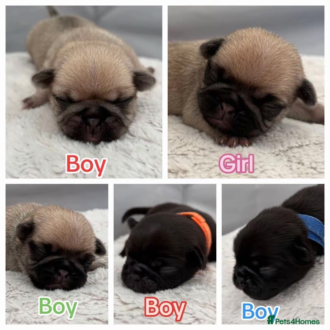 Pug dogs Beautiful Purebred Pug Pups (Parents can be seen) - Advert 10