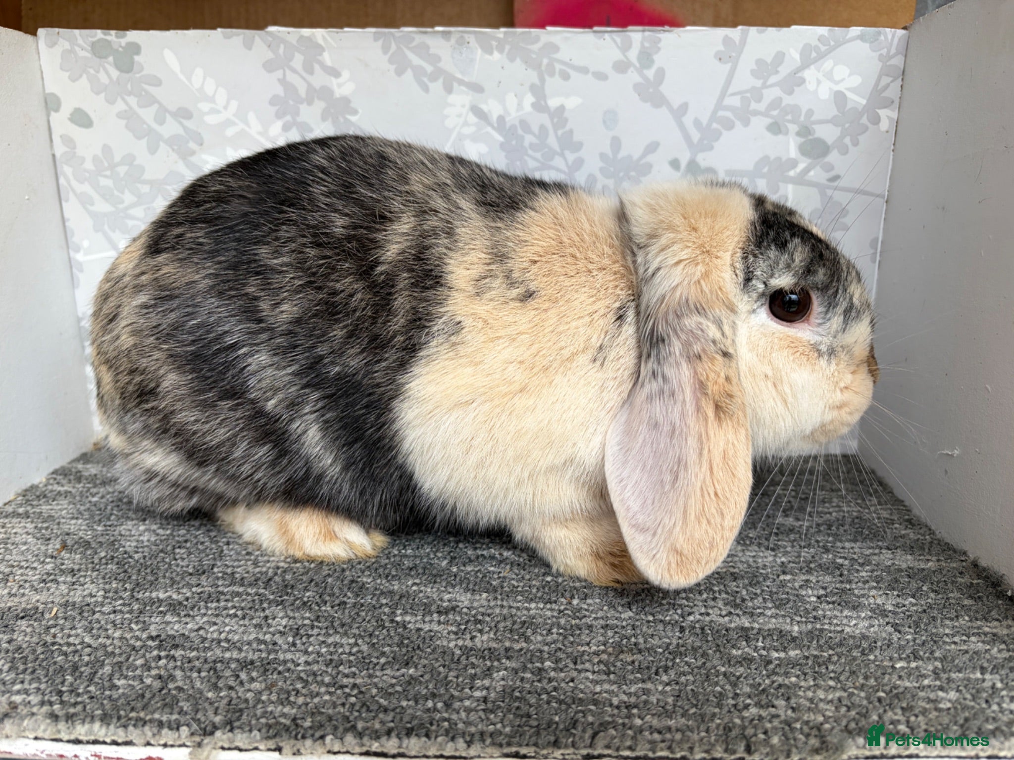 Mini Lop rabbits Mini lop doe  - Advert 12