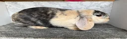 Mini Lop rabbits for sale: Mini lop doe  - Advert 1