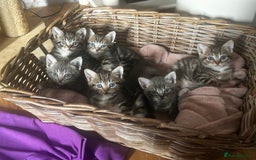 Mixed Breed cats for sale: 6 Of the cutest kittens ever !  - Image 1