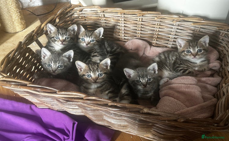 Mixed Breed cats - Advert 7