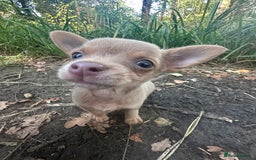 Chihuahua dogs for sale: Last Pup left! Ready for his new home!  - Image 1