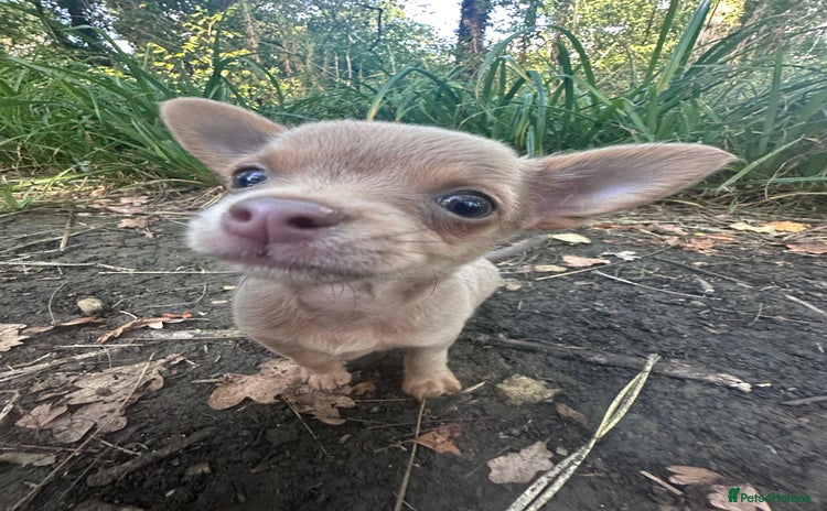 Chihuahua dogs - Advert 3