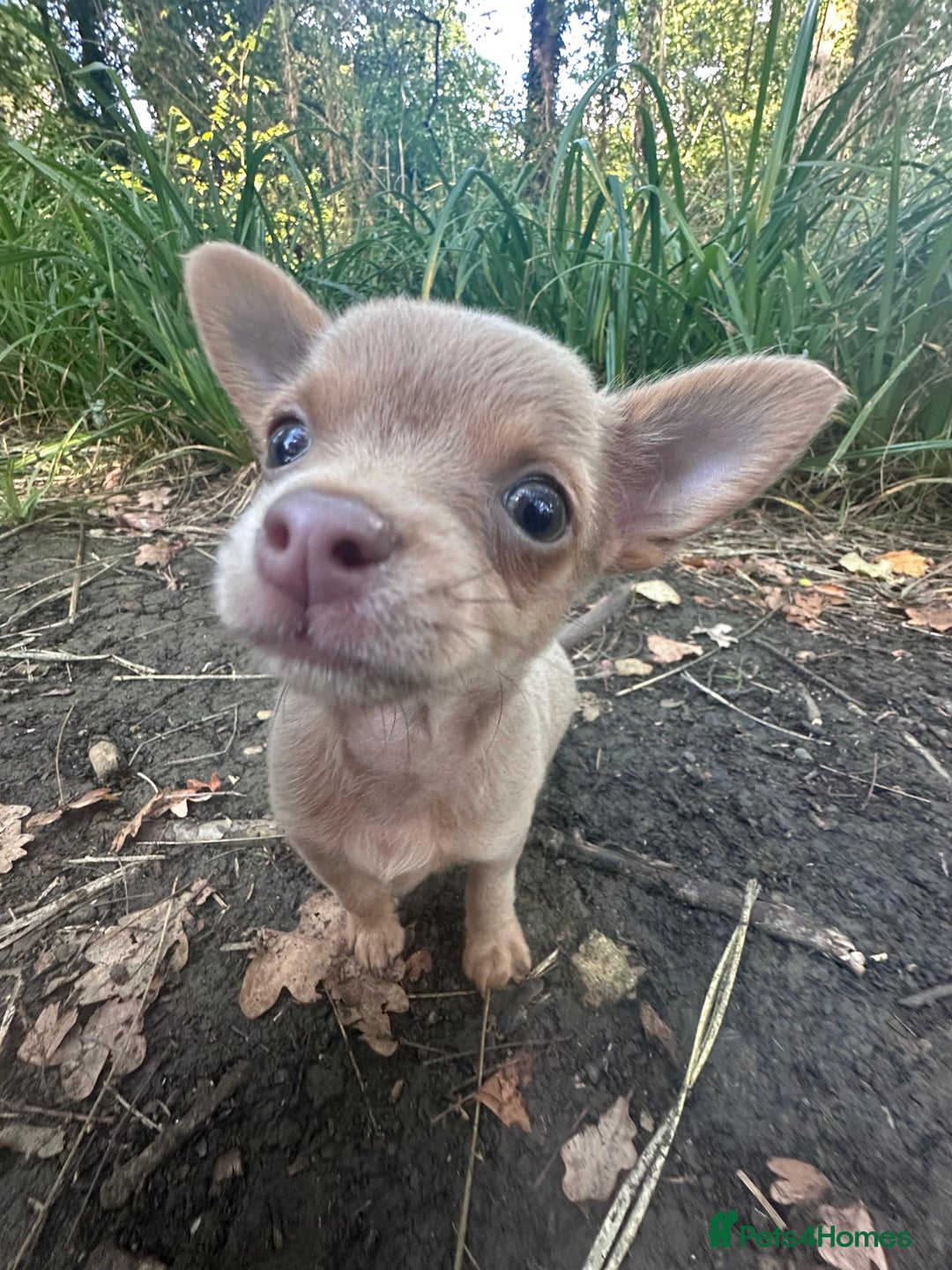Chihuahua dogs for sale: Last Pup left! Ready for his new home!  - Image 1