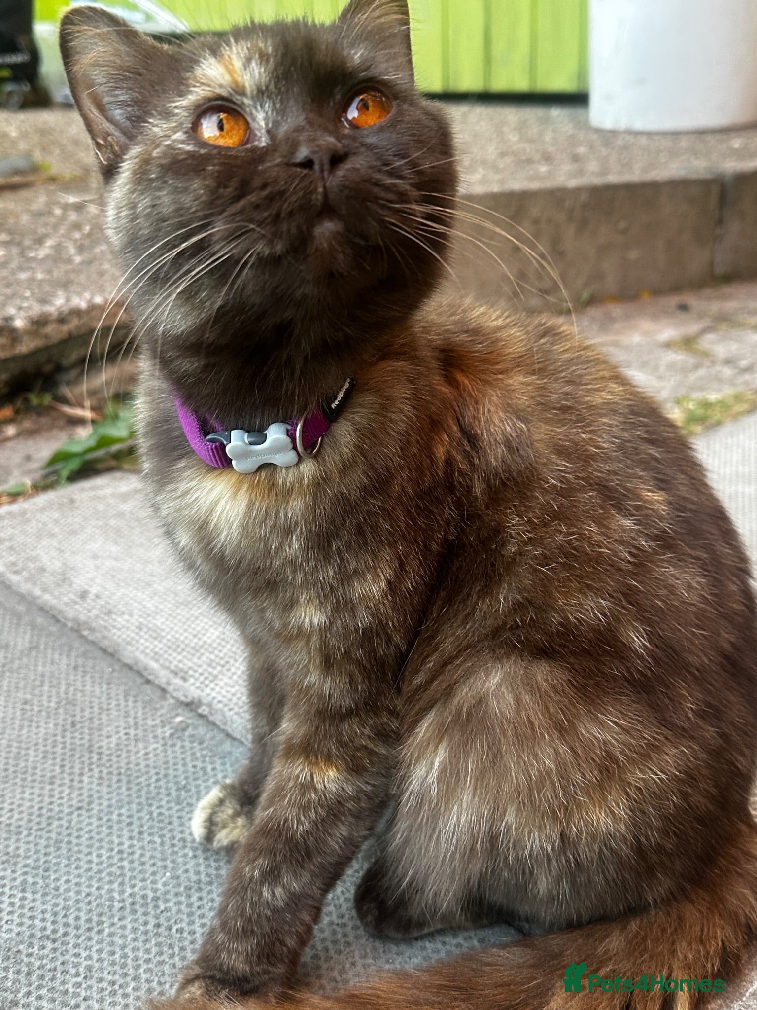 British Shorthair cats  Stunning Purebred GCCF BSH Tortoiseshell Girl - Advert 11
