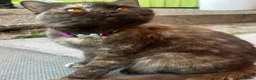 British Shorthair cats for sale:  Stunning Purebred GCCF BSH Tortoiseshell Girl - Advert 1